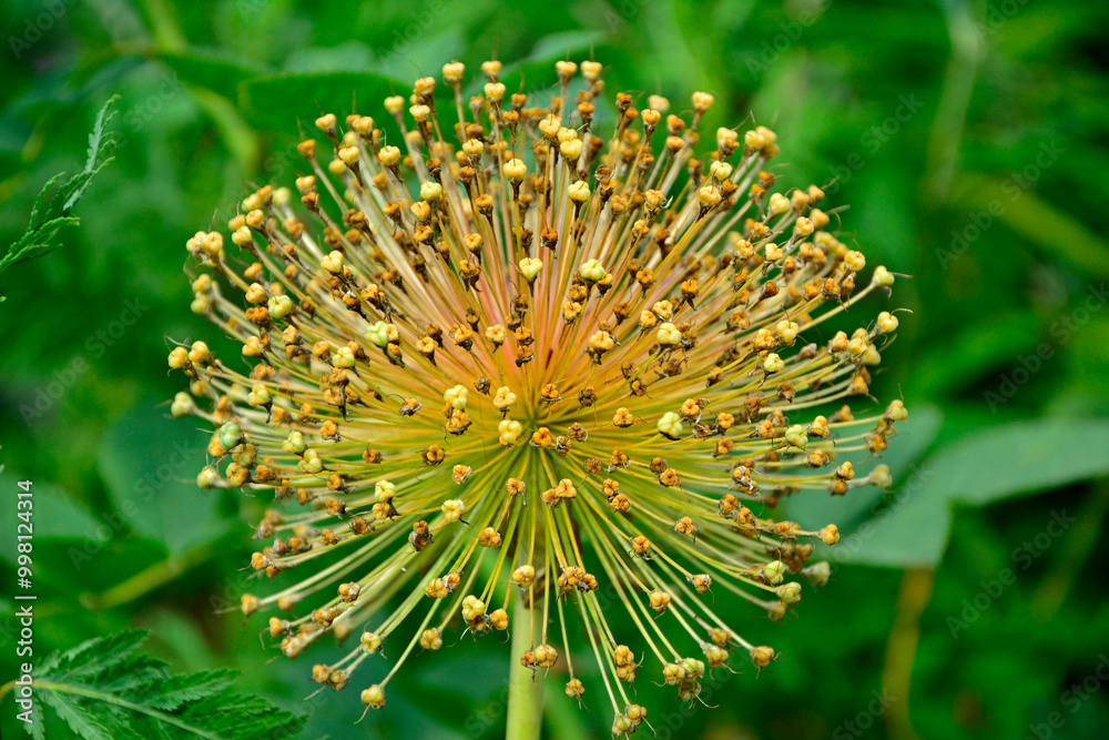 suchy kwiatostan czosnku ozdobnego, dry inflorescence of ornamental garlic, ripe garlic, allium, allium seed head, seedhread of allium, dried allium flowers with their seed heads, główka nasienna