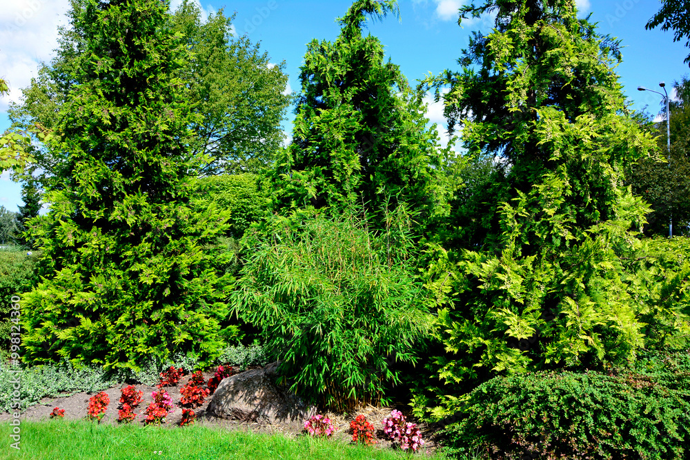 Bambus mrozoodporny i tuje, fargesia, bambus, Fargesia, bamboo on the flowerbed, umbrella bamboo, fountain bamboo and thuja., frost-resistant bamboo