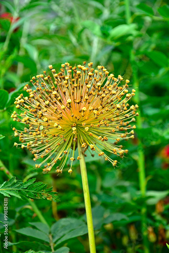 Obraz na płótnie suchy kwiatostan czosnku ozdobnego, dry inflorescence of ornamental garlic, ripe garlic, allium, allium seed head, seedhread of allium, dried allium flowers with their seed heads, główka nasienna w salonie