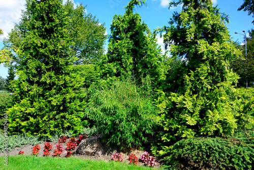 Obraz na płótnie Bambus mrozoodporny i tuje, fargesia, bambus, Fargesia, bamboo on the flowerbed, umbrella bamboo, fountain bamboo and thuja., frost-resistant bamboo w salonie
