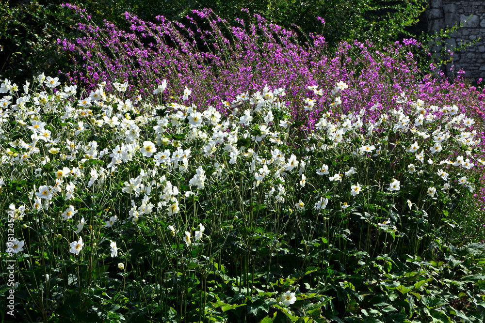 Zawilec japoński i krwawnica w ogrodzie, Anemone scabiosa, Lythrum, białe kwiaty zawilca japońskiego i rózowe kwiaty krwawnicy na ogrodowej rabacie