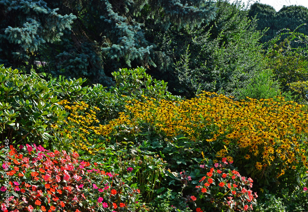 Niecierpek i rudbekia w ogrodzie, rózowe i zółte kwiaty na tle zielonych krzewów, Impatiens, Rudbeckia fulgida, Impatiens and rudbeckia in the garden, pink and yellow flowers with green bushes