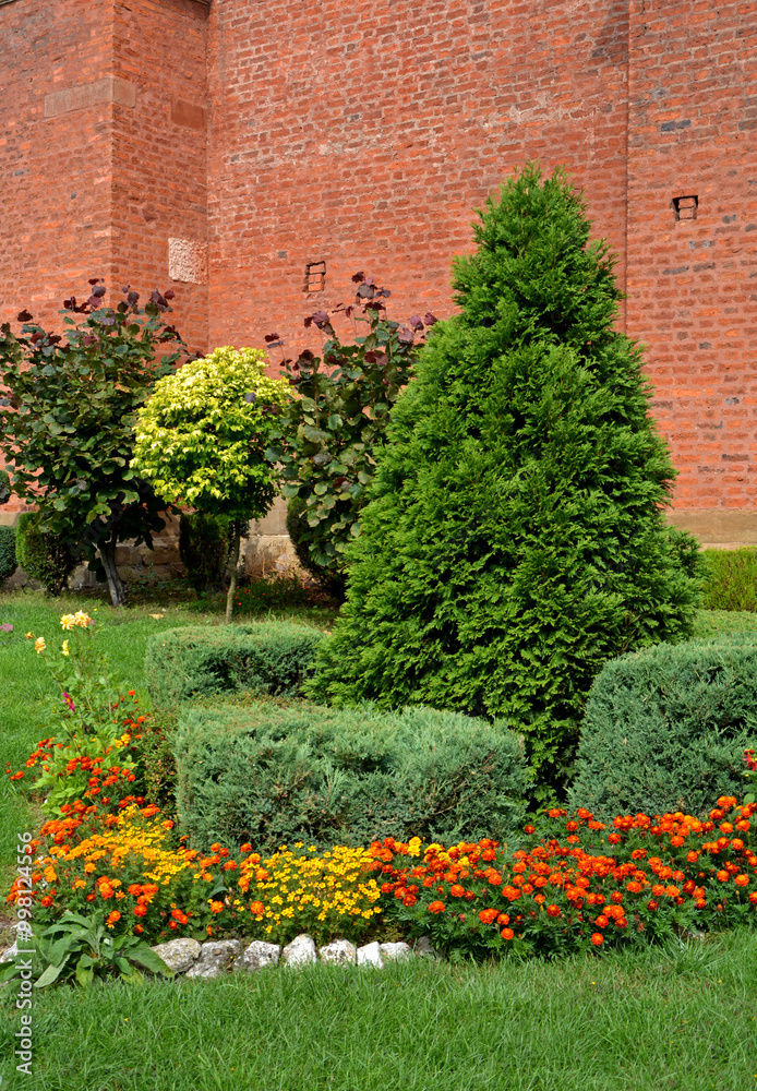 tuja i aksamitki, ogród pod ceglanym murem z krzewami i kolorowymi kwiatami, Thuja, Tagetes, thuja and marigolds, a garden under a brick wall with shrubs and colorful flowers,