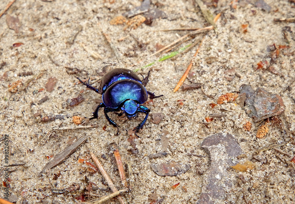 Żuk gnojowy na jasnym tle, Geotrupes, Geotrupes stercorarius, Anoplotrupes stercorosus dor beetle, is a species of earth-boring dung beetle