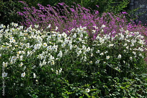 Obraz na płótnie Zawilec japoński i krwawnica w ogrodzie, Anemone scabiosa, Lythrum, białe kwiaty zawilca japońskiego i rózowe kwiaty krwawnicy na ogrodowej rabacie w salonie