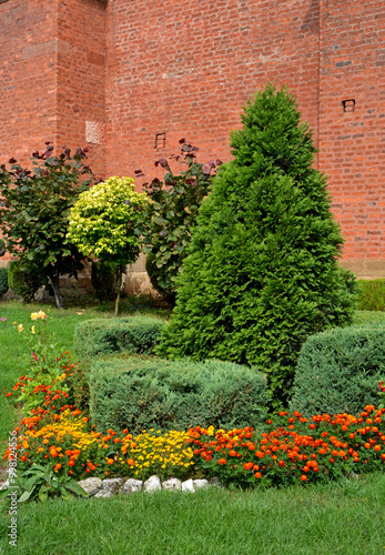 Obraz na płótnie tuja i aksamitki, ogród pod ceglanym murem z krzewami i kolorowymi kwiatami, Thuja, Tagetes, thuja and marigolds, a garden under a brick wall with shrubs and colorful flowers,
w salonie