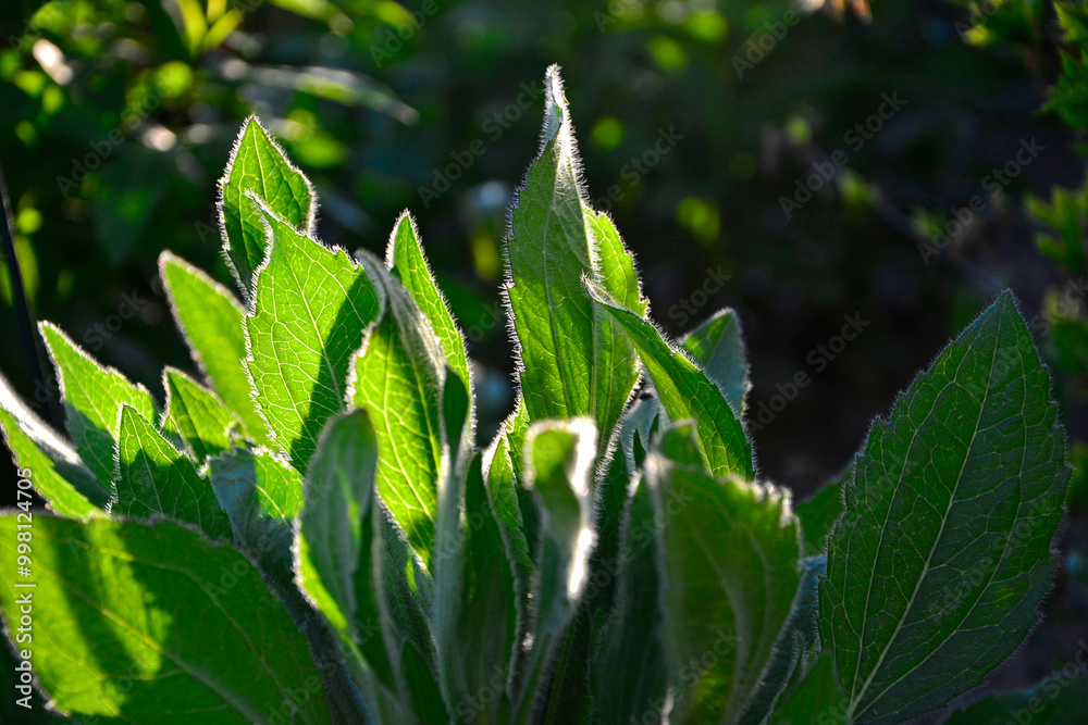 owłosione liście rudbekii z bliska, Rudbeckia, Close up of the hairy leaves