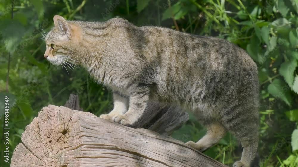 Female Adult Scottish Wildcat
Female Adult Scottish Wildcat
