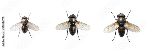 A close-up view of three different flies displaying detailed features, perfect for educational or scientific purposes. on transparent cutout, PNG file photo