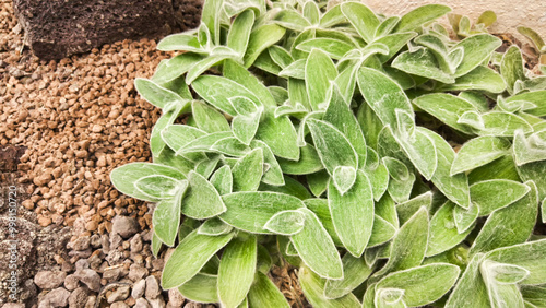 A beautiful bush of sage officinalis, one of the most popular aromatic plants in cooking recipes
