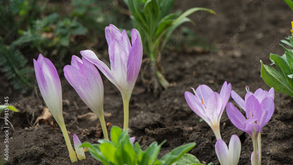 White-violet decorative crocus flowers in the garden. White-violet decorative crocus flowers in the garden.