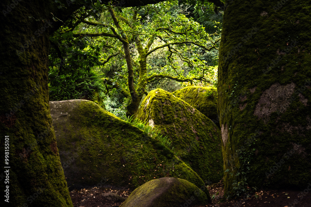 Naklejka premium Foret de Huelgoat Finistère bretagne