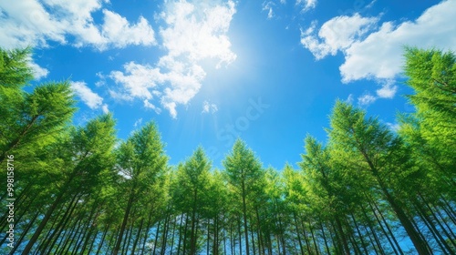 A beautiful stretch of green pine trees beneath a bright blue sky in Japan, with soft sunlight filtering through the branches, creating a peaceful forest atmosphere.