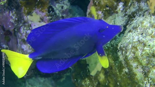 Blue-yellow Yellowtail Surgeonfish (Zebrasoma xanthurum) feeding among rocks, close-up. photo