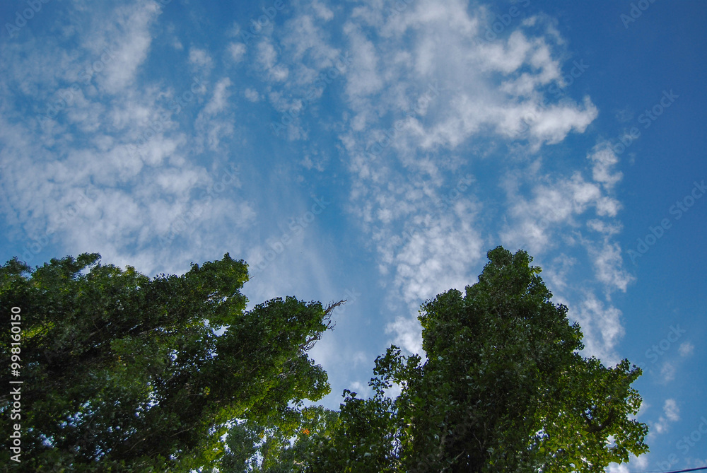 The crowns of the poplars rise towards the blue sky.
White clouds float against the blue sky and trees. The crowns of the poplars rise towards the blue sky.
White clouds float against the blue sky and trees.