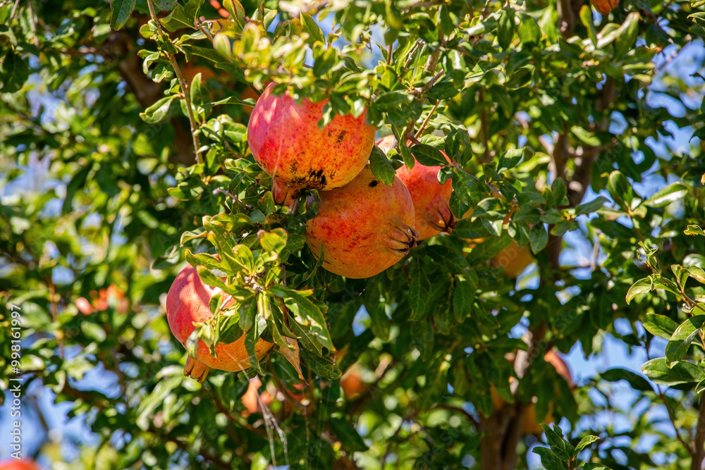 Red fresh fruits on pomegranate tree
