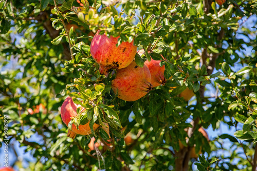 Obraz na płótnie Red fresh fruits on pomegranate tree w salonie