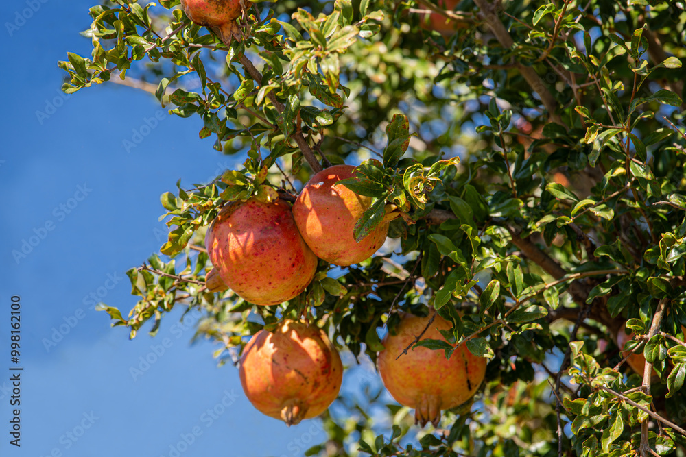 Red fresh fruits on pomegranate tree
