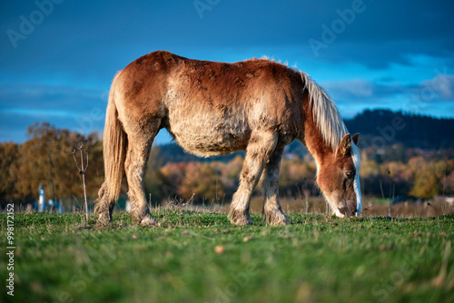 Brown horse grazing in a green field under a blue sky