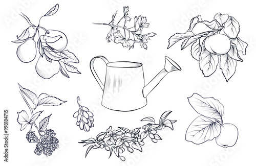 a set of hand drawings of watering cans, pears, blackberries, barberry, dogwood, currants, quinces, apple trees vector