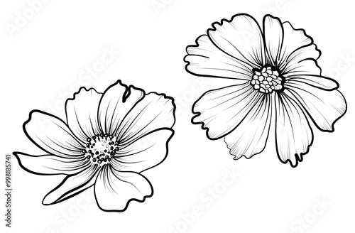 a set of drawings by hand of flowers of cosmea vector