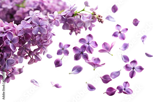 A cluster of vibrant lilac flowers with individual petals floating around, giving a dynamic and delicate floral arrangement against a transparent background photo