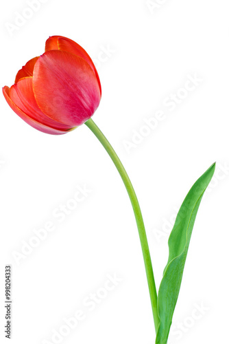 Beautiful tender spring tulip isolated on white background