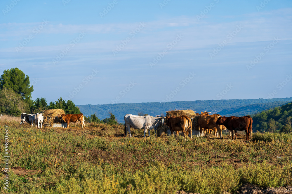 Obraz premium Südfrankreich im Herbst