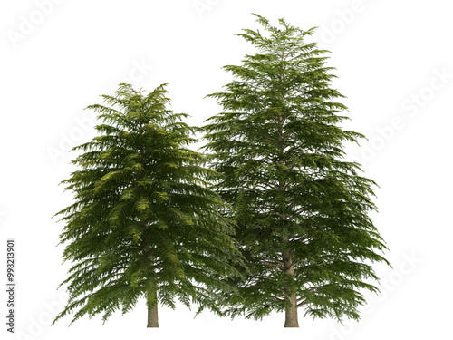 christmas tree isolated on white