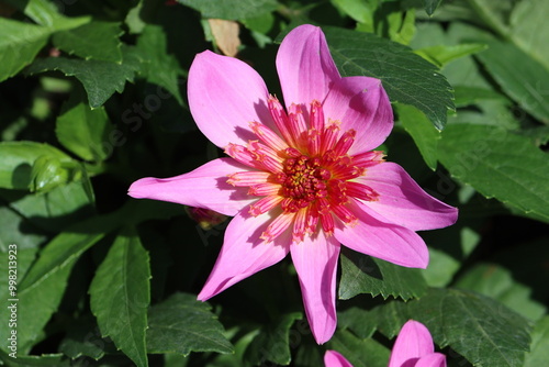 Sweden. Dahlia is a genus of bushy, tuberous, herbaceous perennial plants native to Mexico and Central America. 