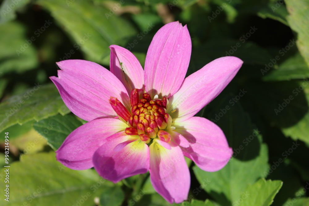 Sweden. Dahlia is a genus of bushy, tuberous, herbaceous perennial plants native to Mexico and Central America. Sweden. Dahlia is a genus of bushy, tuberous, herbaceous perennial plants native to Mexico and Central America.