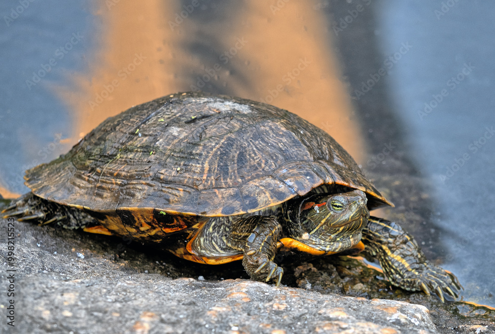 red-eared slider or red-eared terrapin ,turtle red-eared slider or red-eared terrapin ,turtle