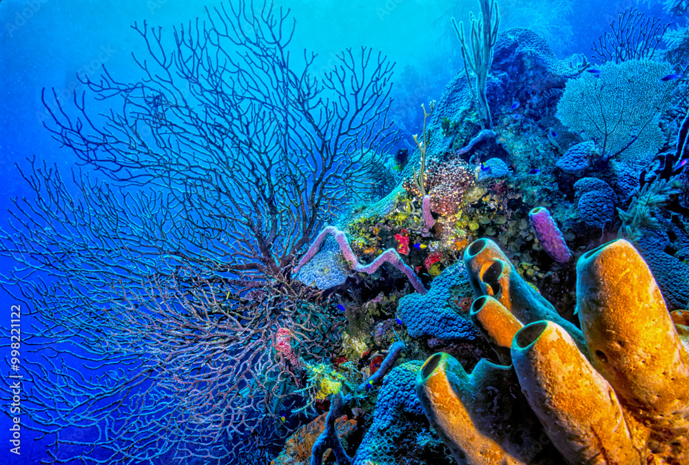Lighthouse reef, Belize Coral reef
