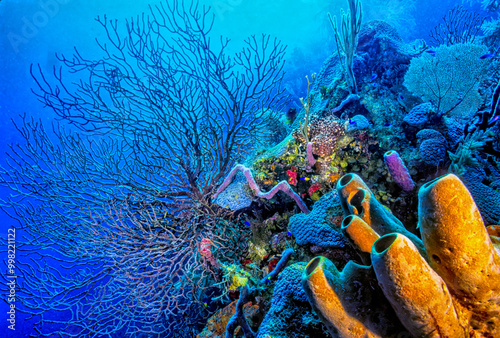 Obraz na płótnie Lighthouse reef, Belize Coral reef w salonie