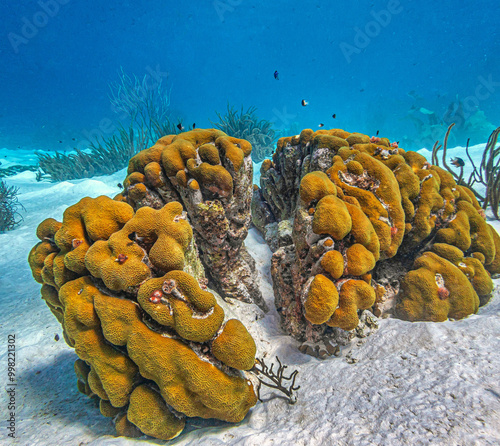 Caribbean coral garden, Bonaire