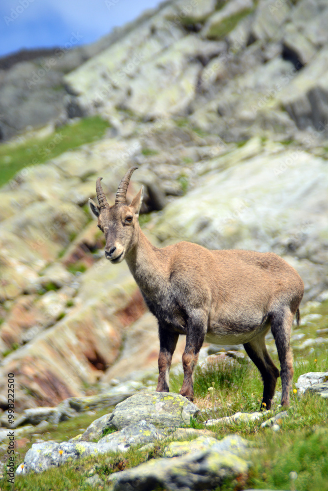 Chamois sauvage dans son environnement naturel en pleine montagne Chamois sauvage dans son environnement naturel en pleine montagne
