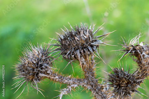 dried great burdock, arctium lappa, macro, selective focus, shallow depth of field