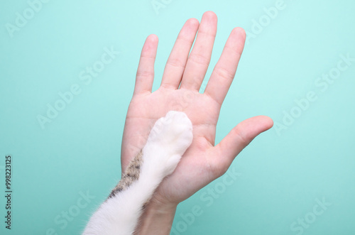 The concept of friendship between people and cats. High five woman hand and cat paw on mint green background