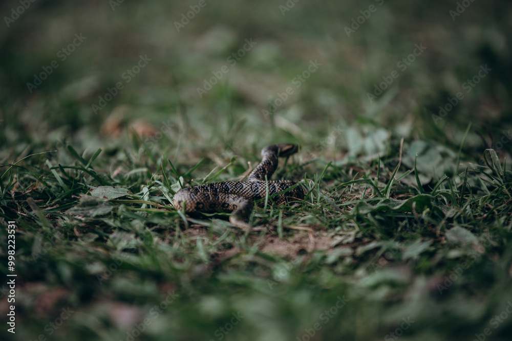 A snake resting on green grass in its habitat, showcasing beauty and adaptability A snake resting on green grass in its habitat, showcasing beauty and adaptability