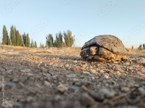 Serene Tortoise in Natural Habitat