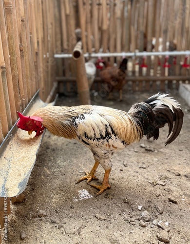 chicken eating food in the coop photo