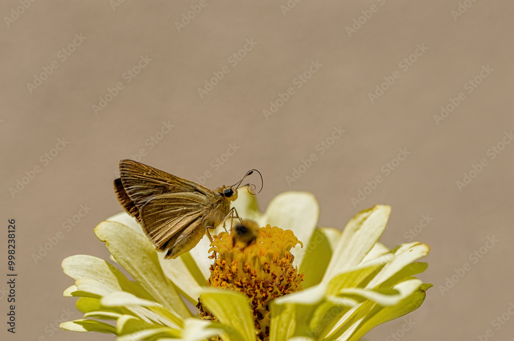 White-Freckled Black Hopper Butterfly (Pelopidas thrax)