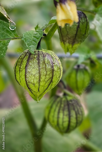 Egg Plant Bulbs photo