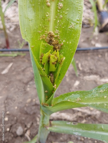 diseases affecting maize crop photo