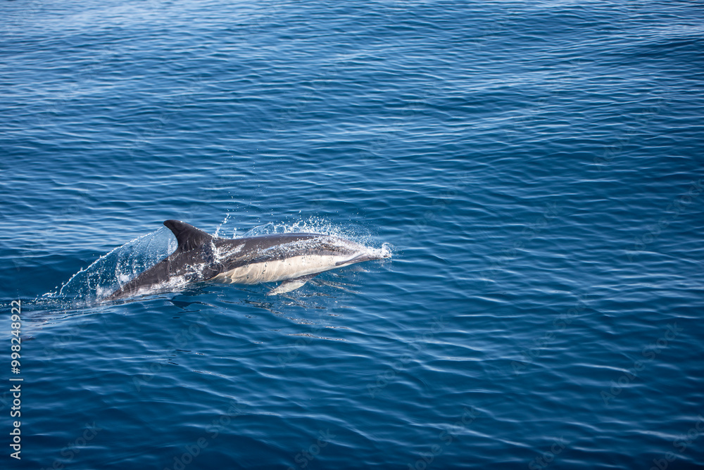Fototapeta premium Dauphin dans l'Océan Atlantique