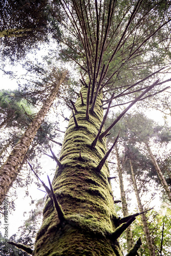 Canopé de résineux