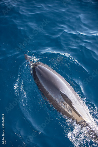 Dauphin dans l'Océan Atlantique