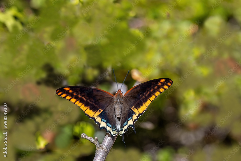 Double-Tailed Pasha butterfly (Charaxes jasius). On the plant. Izmir - Türkiye