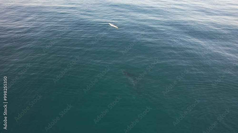 Humpback Whale Blowing Water In The Ocean - Drone Shot Humpback Whale Blowing Water In The Ocean - Drone Shot