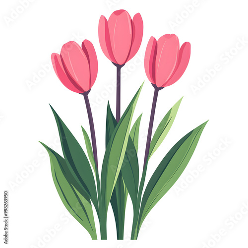 Pink Tulip Flower Vector Illustration on White Background Design